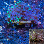 LiveAquaria® Cultured Hammer Coral (click for more detail)