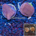 LiveAquaria® Cultured Montipora Coral, Two Pack (click for more detail)