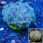 LiveAquaria® Cultured Hammer Coral (click for more detail)
