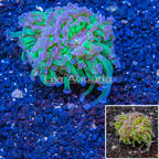 LiveAquaria® Cultured Hammer Coral (click for more detail)