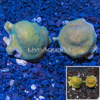 LiveAquaria® Cultured Montipora Coral, Two Pack (click for more detail)