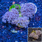 LiveAquaria® Cultured Xenia Coral, Three Pack (click for more detail)