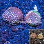 LiveAquaria® Cultured Cyphastrea Frag, Two Pack (click for more detail)