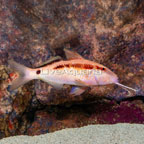 Red Goatfish (click for more detail)