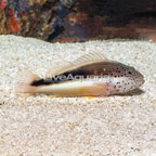 Freckled Hawkfish  (click for more detail)