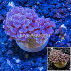 LiveAquaria® Cultured Hammer Coral (click for more detail)