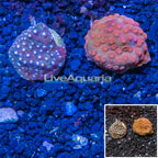 LiveAquaria® Cultured Cyphastrea Frag, Two Pack (click for more detail)