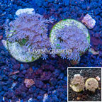 LiveAquaria® Cultured Pom Pom Xenia Coral, Two Pack (click for more detail)
