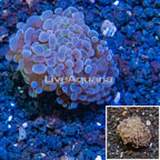 LiveAquaria® Cultured Hammer Coral (click for more detail)