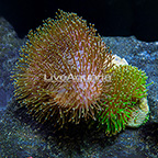 Double Toadstool Mushroom Leather Coral Indonesia (click for more detail)