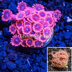 LiveAquaria® Cultured Goniastrea Coral (click for more detail)