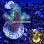 LiveAquaria® Cultured Birdsnest Coral  (click for more detail)