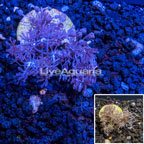 LiveAquaria® Cultured Pom Pom Xenia Coral  (click for more detail)