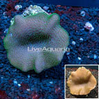 Toadstool Mushroom Leather Coral (click for more detail)