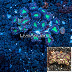 Candy Cane Coral Tonga (click for more detail)