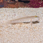 Sleeper Blue Dot Goby (click for more detail)