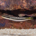 Piano Fang Blenny (click for more detail)