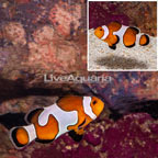 Davinci Clownfish (click for more detail)