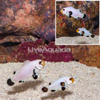 Wyoming White Clownfish, Pair (click for more detail)