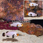 Flurry Clownfish, Pair (click for more detail)