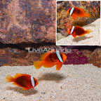 Tomato Clownfish, Pair (click for more detail)