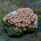 Pink Rays Colony Polyp Rock Zoanthus Indonesia IM (click for more detail)