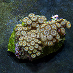 Pacman Colony Polyp Rock Zoanthus Indonesia IM (click for more detail)