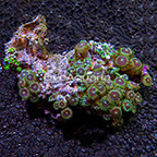 Purple People Eater and Radioactive Dragon Eye Colony Polyp Rock Zoanthus Indonesia IM (click for more detail)