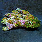 Wham'n Watermelon Colony Polyp Rock Zoanthus Indonesia IM (click for more detail)