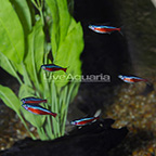 Cardinal Tetra (Group of 6) EXPERT ONLY (click for more detail)