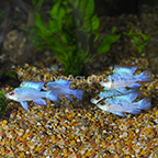 Israeli Electric Blue Ram Cichlid (Group of 5) EXPERT ONLY (click for more detail)