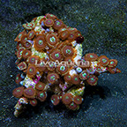 Houdini Colony Polyp Rock Zoanthus Indonesia IM (click for more detail)
