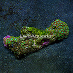Radioactive Dragon Eye and Green Bay Packers Colony Polyp Rock Zoanthus Indonesia IM (click for more detail)