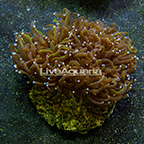 Gold Torch Coral Indonesia (click for more detail)