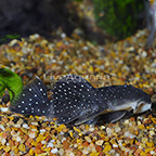 Peppermint (L-31) Plecostomus (click for more detail)