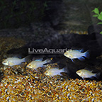Israeli Gold Ram Cichlid (Group of 5) EXPERT ONLY (click for more detail)