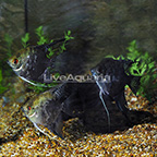 Leopard Angelfish (Group of 3)[Blemish] (click for more detail)