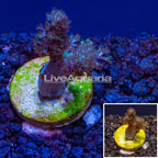 LiveAquaria® Cultured Pineapple Tree Coral  (click for more detail)