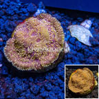 LiveAquaria® Cultured Pavona Coral (click for more detail)