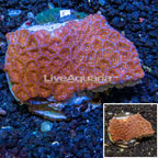 Acanthastrea Brain Coral Indonesia (click for more detail)