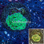 Favites Coral Indonesia  (click for more detail)