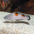 Twin Spot Wrasse [Blemish] (click for more detail)