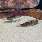 Banded Goby (Pair) (click for more detail)