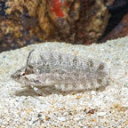 Rhino Blenny (click for more detail)