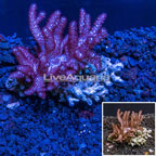 Blushing Leather Coral Indonesia  (click for more detail)