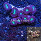 Candy Cane Coral Australia (click for more detail)