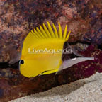 Yellow Longnose Butterflyfish (click for more detail)