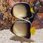 Cream Angelfish, Pair (click for more detail)