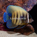 Six Bar Angelfish  (click for more detail)