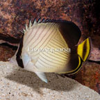 Indian Vagabond Butterflyfish (click for more detail)